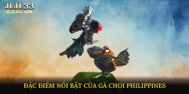 Đặc điểm nổi bật của Gà Chọi Philippines